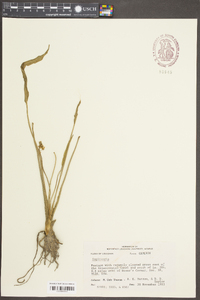 Sagittaria platyphylla image