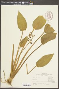 Sagittaria platyphylla image