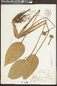 Sagittaria platyphylla image