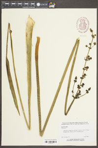 Sagittaria lancifolia var. media image