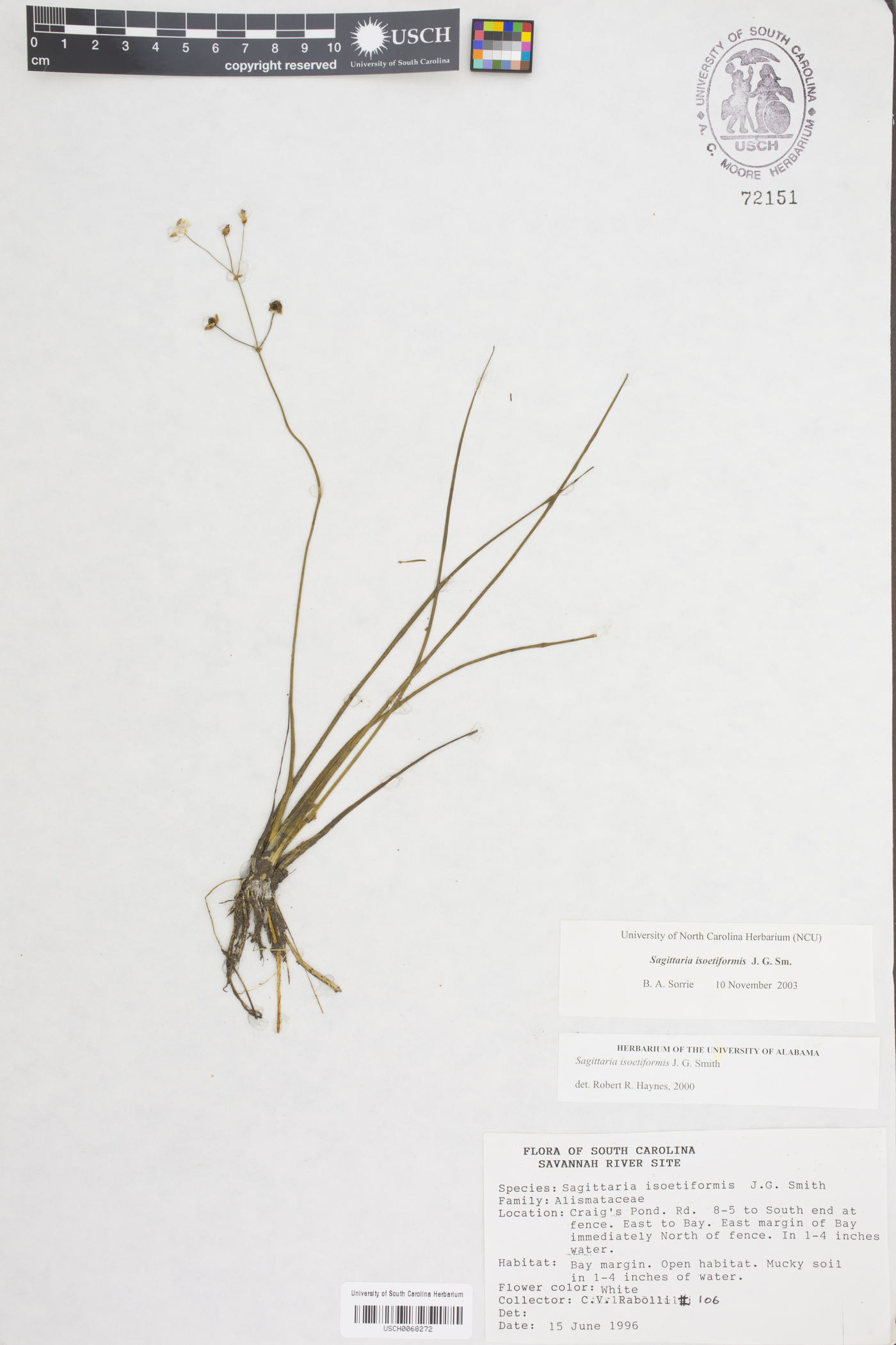 Sagittaria isoetiformis image