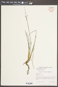 Sagittaria isoetiformis image