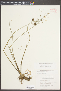 Sagittaria isoetiformis image