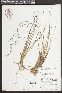 Sagittaria isoetiformis image