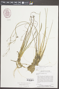 Sagittaria isoetiformis image