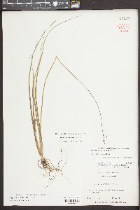 Sagittaria isoetiformis image