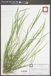 Poa autumnalis image