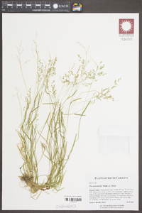 Poa autumnalis image