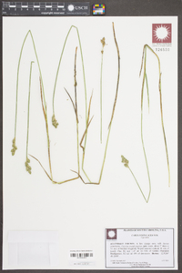 Carex festucacea image