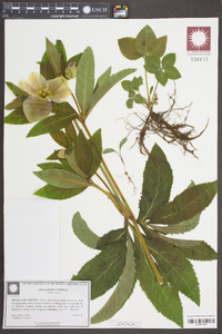 Helleborus viridis image