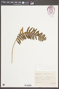 Polypodium appalachianum image