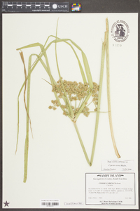 Cyperus virens image