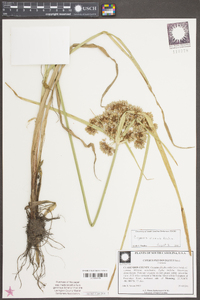 Cyperus virens image