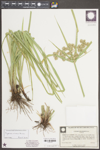 Cyperus virens image