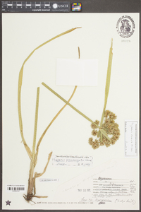 Cyperus virens image