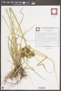 Cyperus virens image