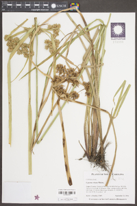 Cyperus virens image