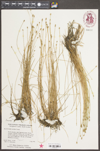 Eleocharis albida image