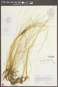 Eleocharis albida image