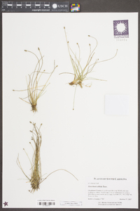 Eleocharis albida image