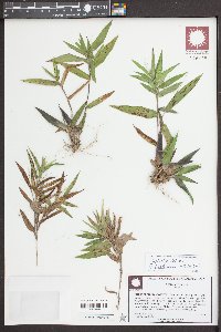 Dichanthelium laxiflorum image