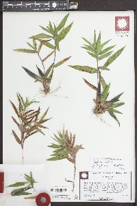 Dichanthelium laxiflorum image