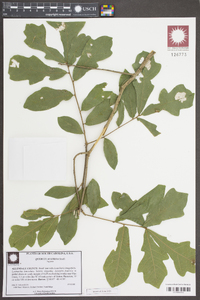 Quercus austrina image