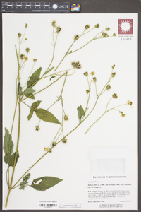 Bidens alba image