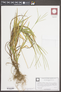 Digitaria violascens image