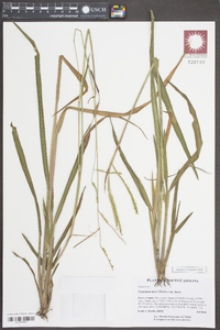 Paspalum laeve var. laeve image