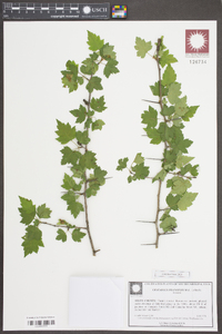 Crataegus phaenopyrum image