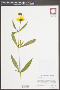 Bidens laevis image