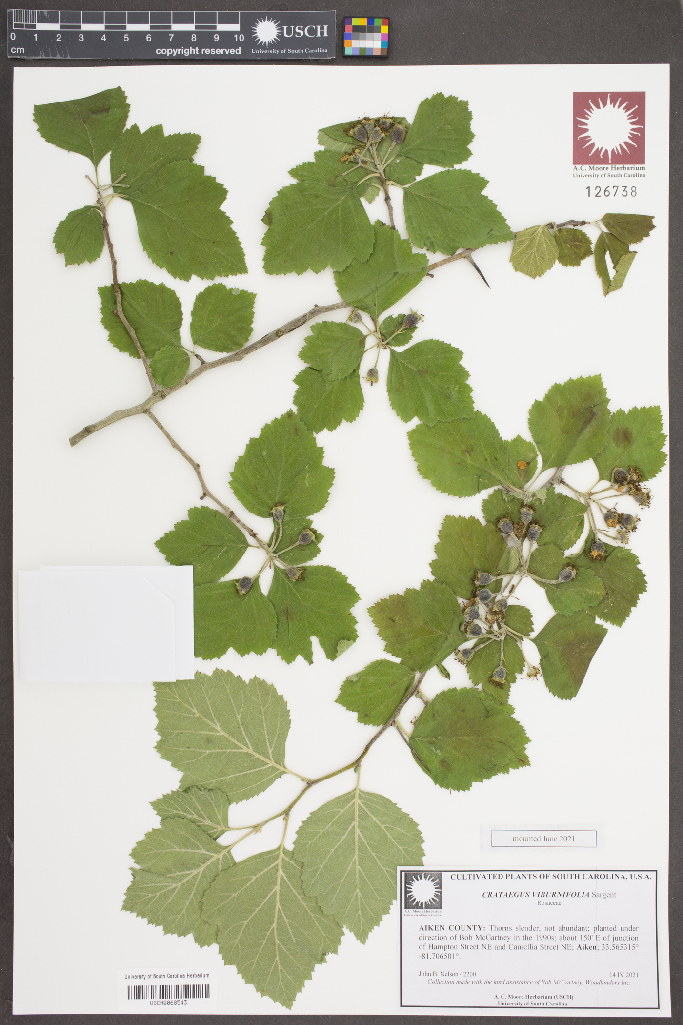 Crataegus viburnifolia image