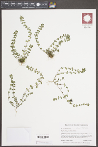 Euphorbia prostrata image