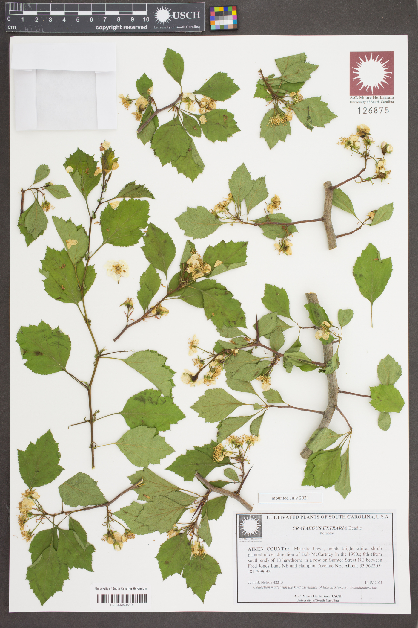 Crataegus extraria image