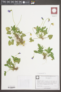 Viola palmata image