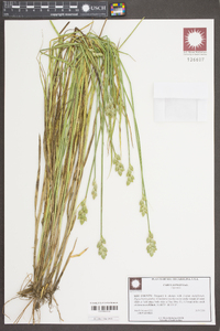 Carex longii image