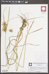 Cyperus rotundus image