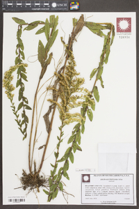 Solidago fistulosa image