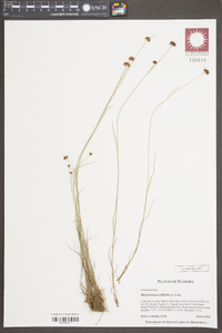 Rhynchospora filifolia image