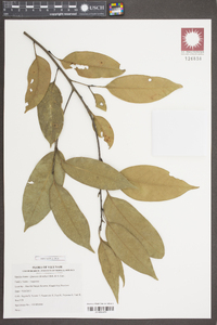 Image of Quercus chevalieri
