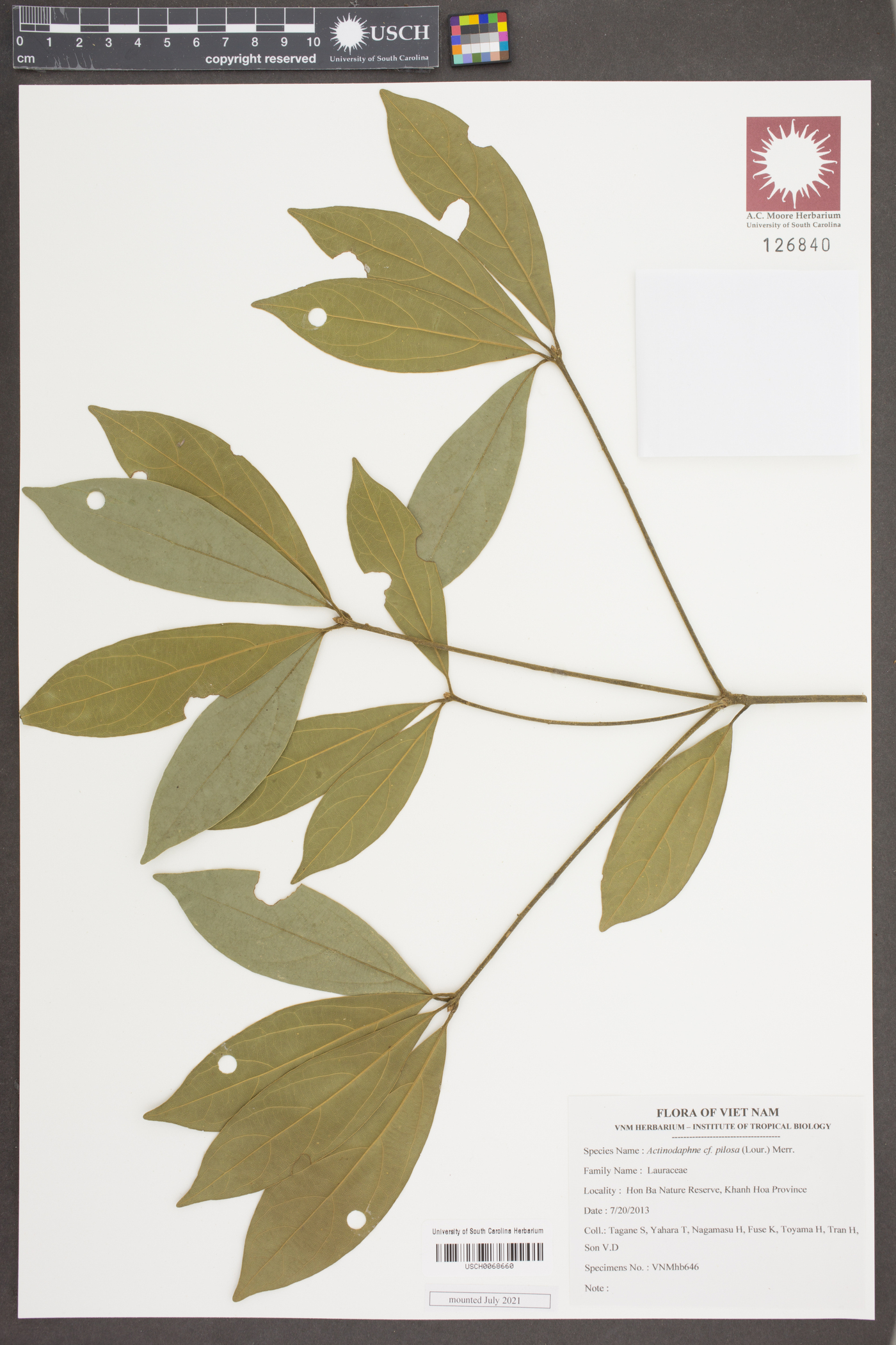 Actinodaphne pilosa image