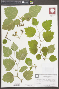 Crataegus induta image