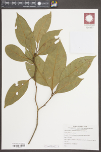 Image of Cinnamomum foveolatum