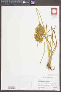 Cyperus lecontei image