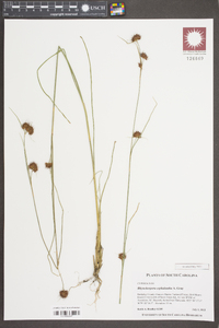 Rhynchospora cephalantha image