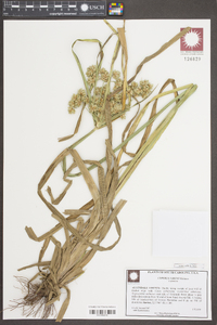 Cyperus virens image