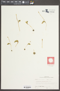 Ophioglossum crotalophoroides image