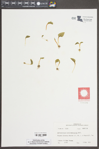 Ophioglossum crotalophoroides image