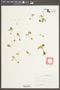 Ophioglossum crotalophoroides image
